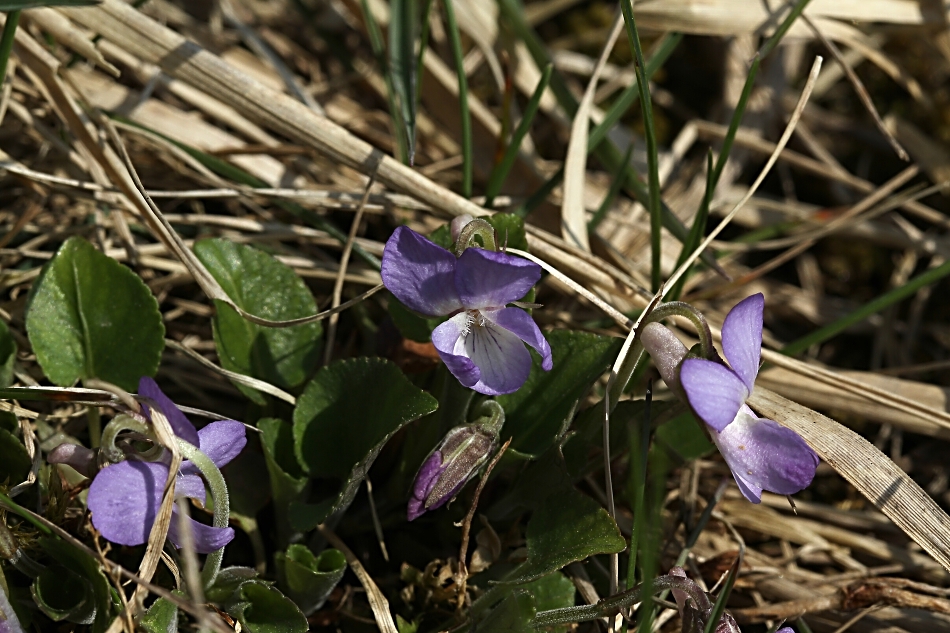 Violka Rivinova