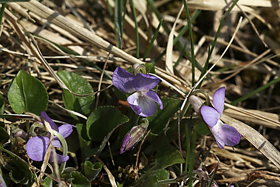 Violka Rivinova