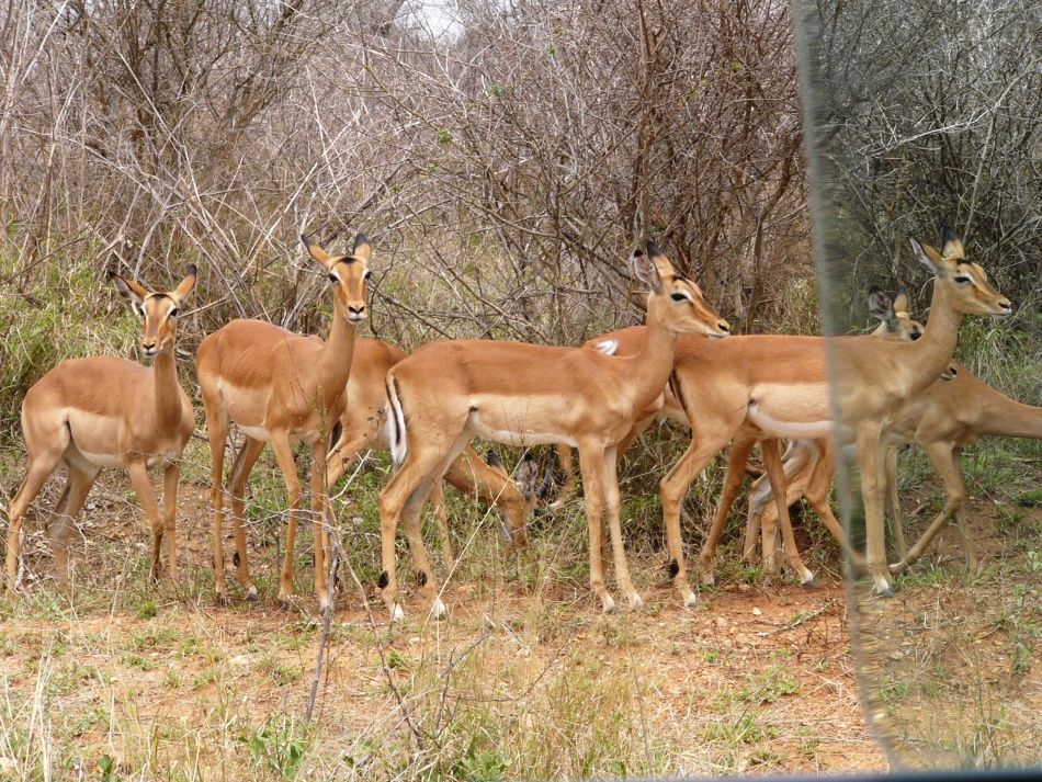 Impala_1.jpg