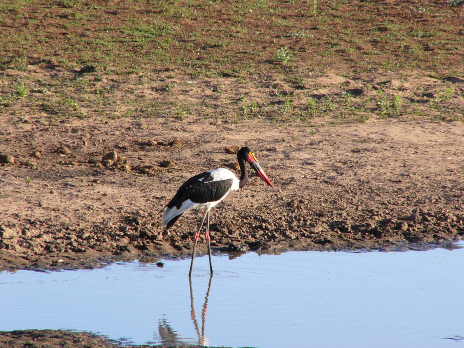 Čáp sedlatý_1.jpg