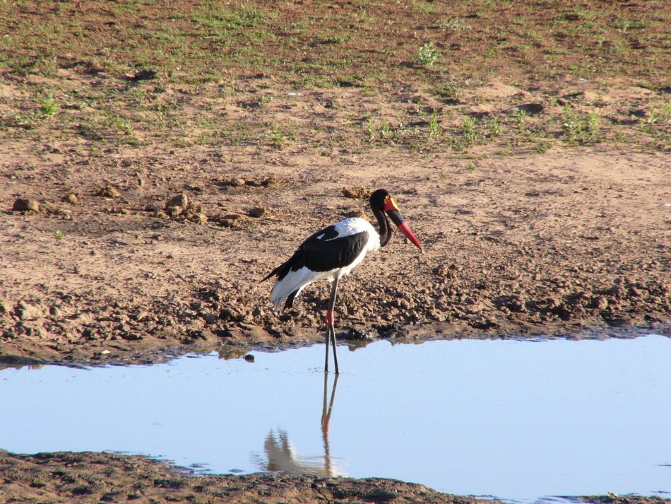 Čáp sedlatý_2.jpg