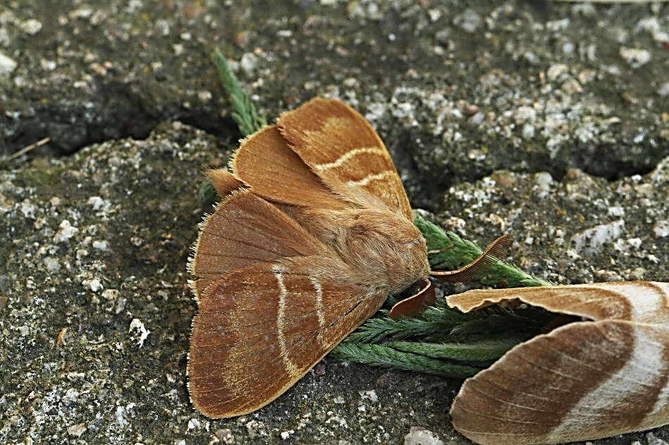 Bourovec ostružiníkový-samec