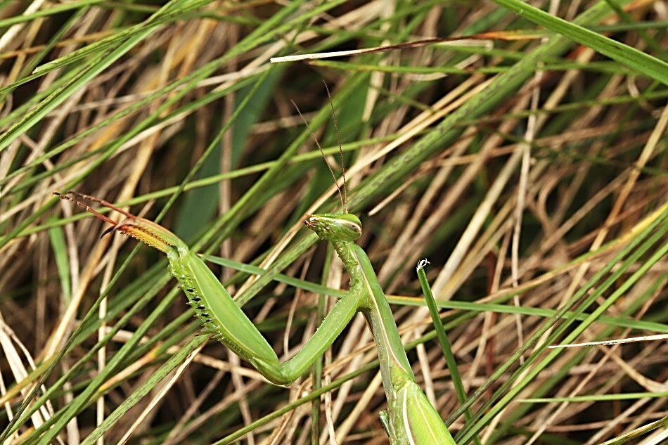 Kudlanka nábožná