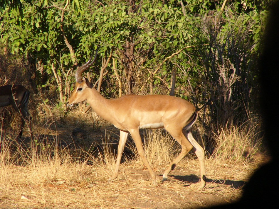 Impala_.jpg
