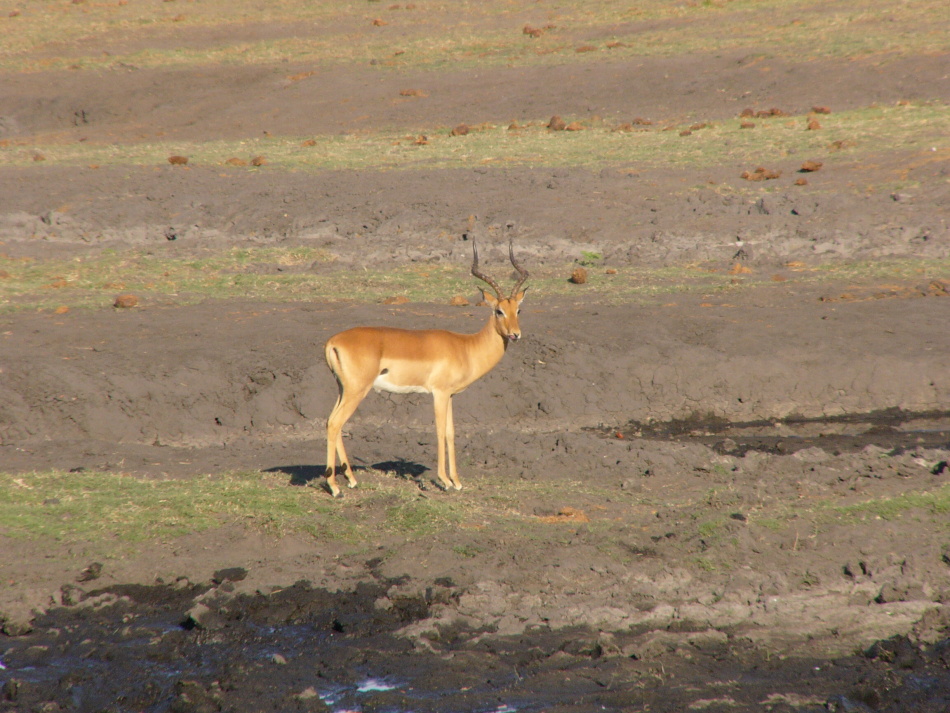 Impala_2.jpg