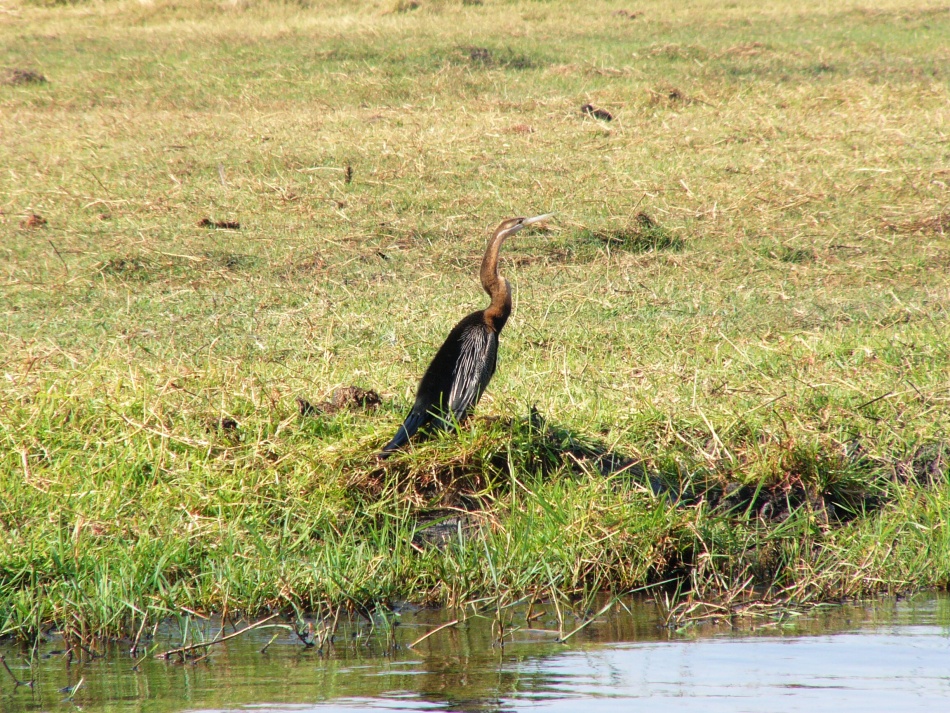 Anhinga rezavá_1.jpg