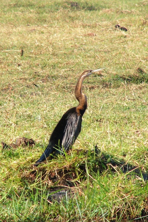 Anhinga rezavá_1a.jpg