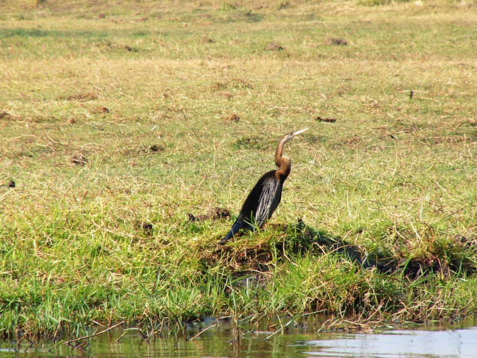 Anhinga rezavá_2.jpg