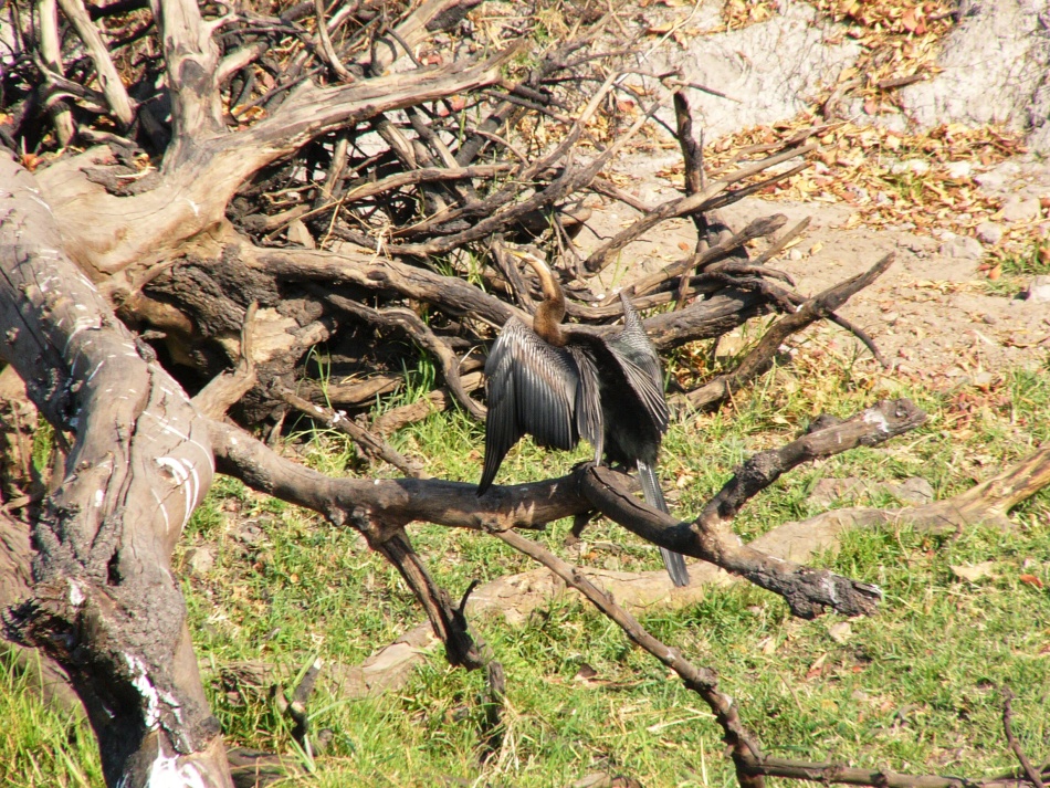 Anhinga rezavá_3.jpg