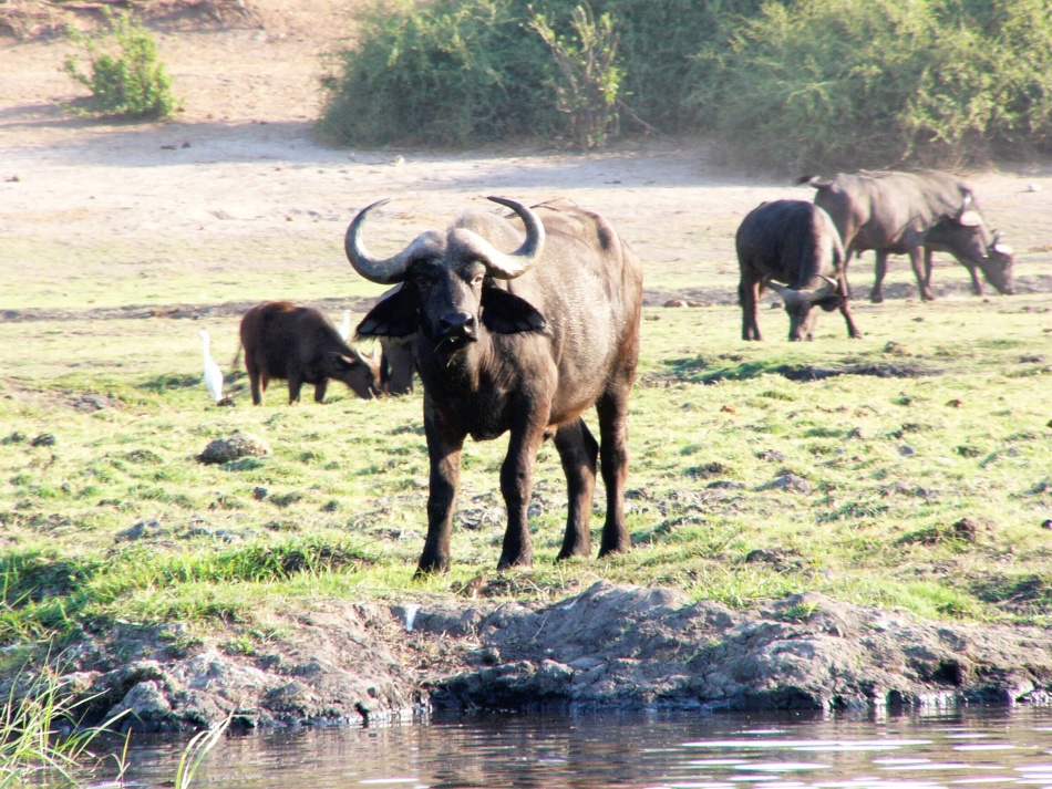 Buvol Cape_1.jpg
