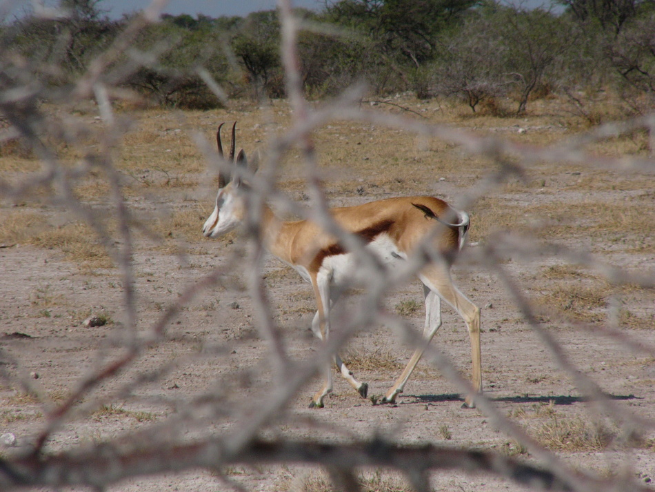 Antilopa skákavá_1.jpg