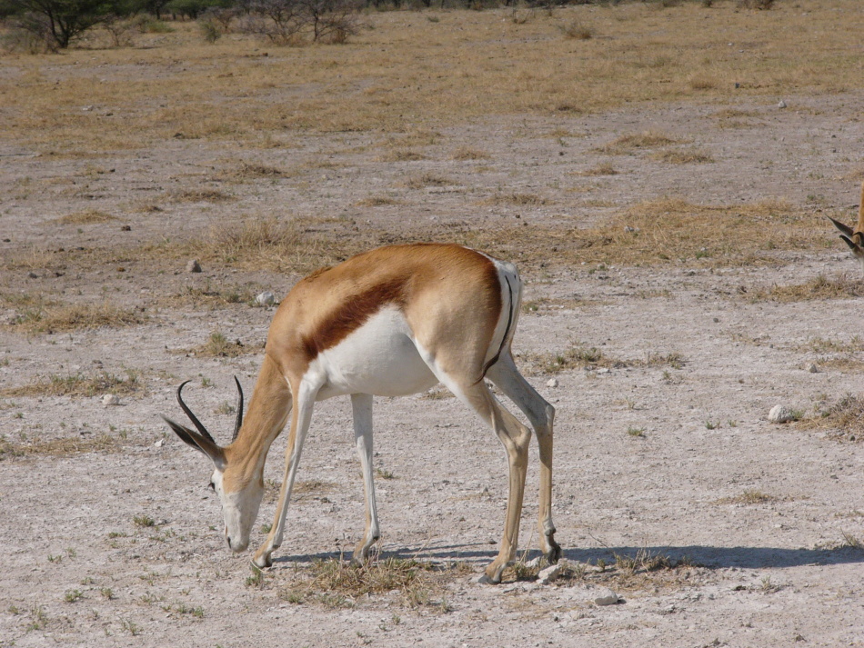 Antilopa skákavá_3.jpg