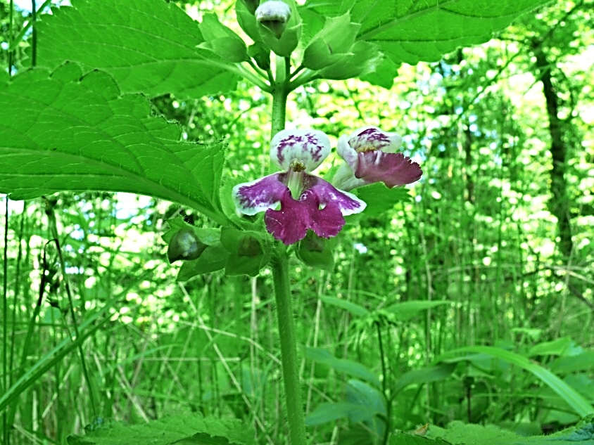 Medovník meduňkolistý_2