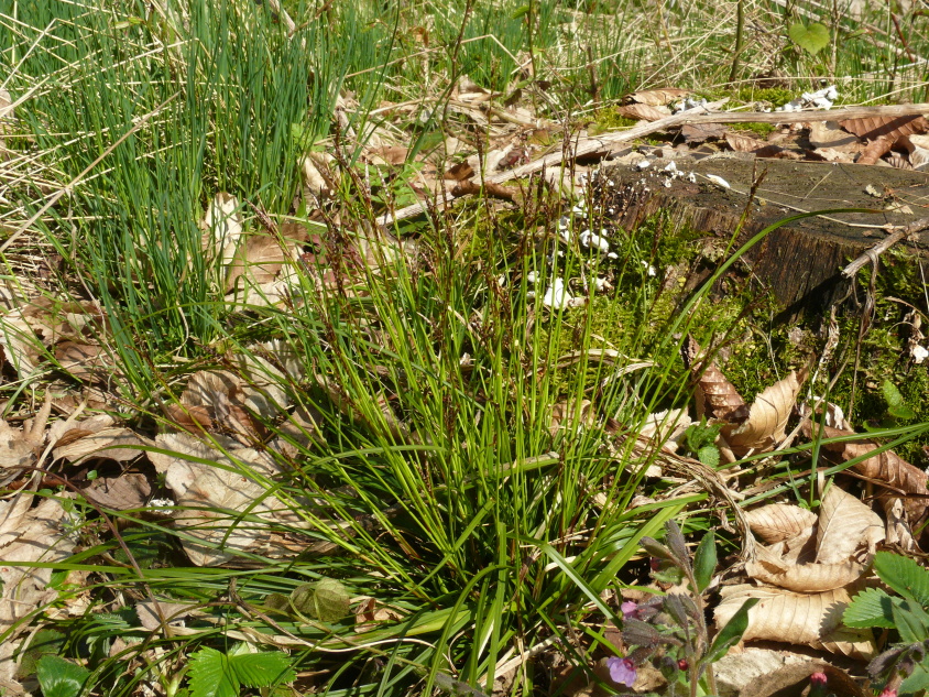 Ostřice prstnatá