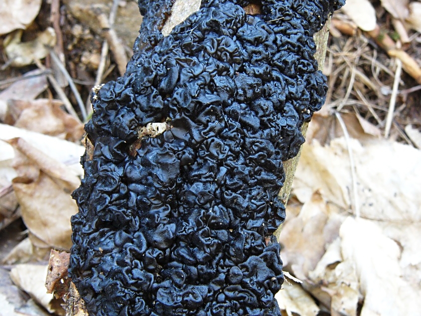 Černorosol bukový_1