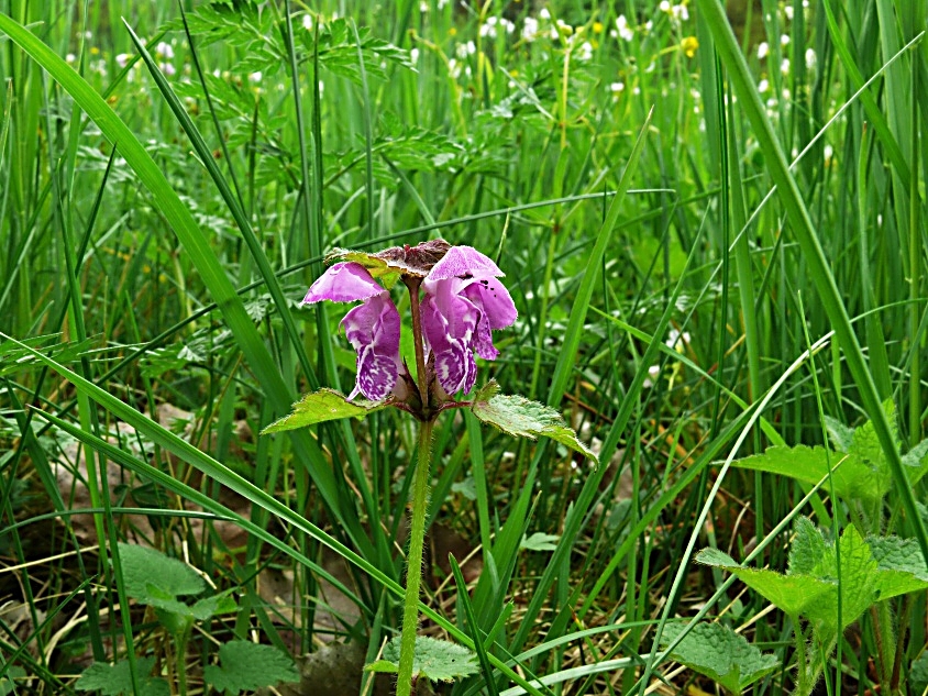 Hluchavka skvrnitá