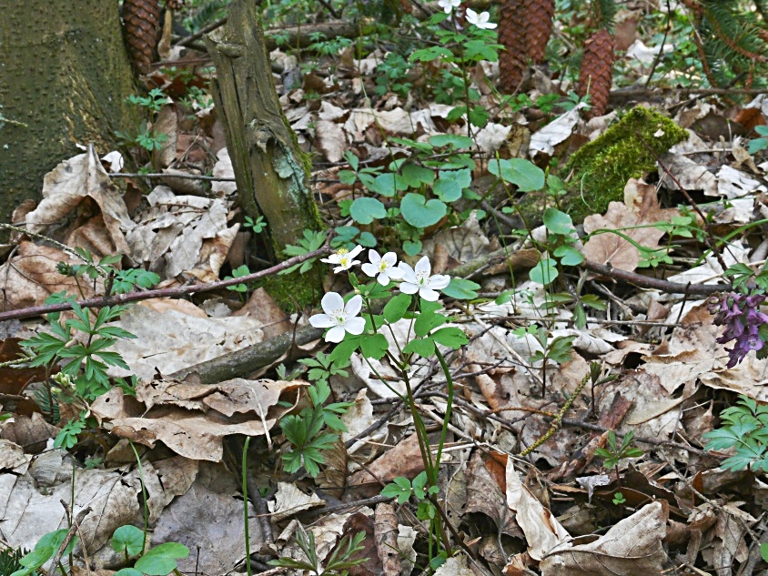 Zapalice žluťochovitá_2