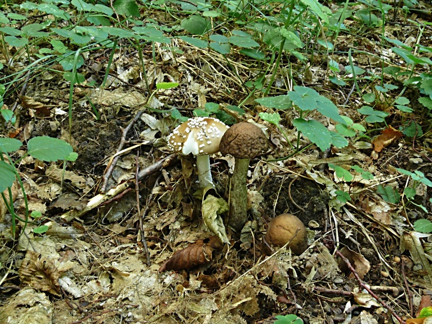 Ženich, nevěsta a družička