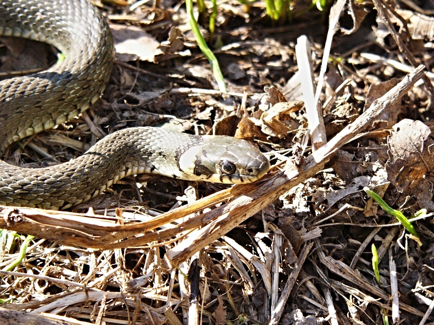 Užovka obojková_1