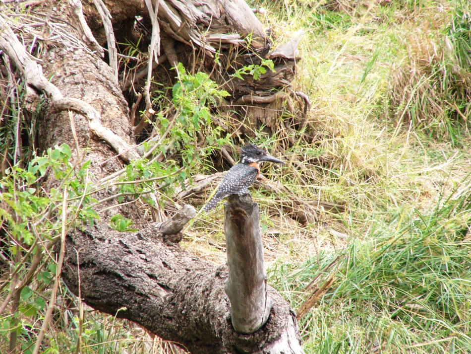 Rybařík velký_1.jpg