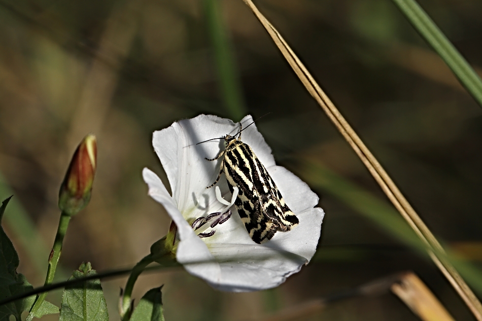 Světlopáska svlačcová