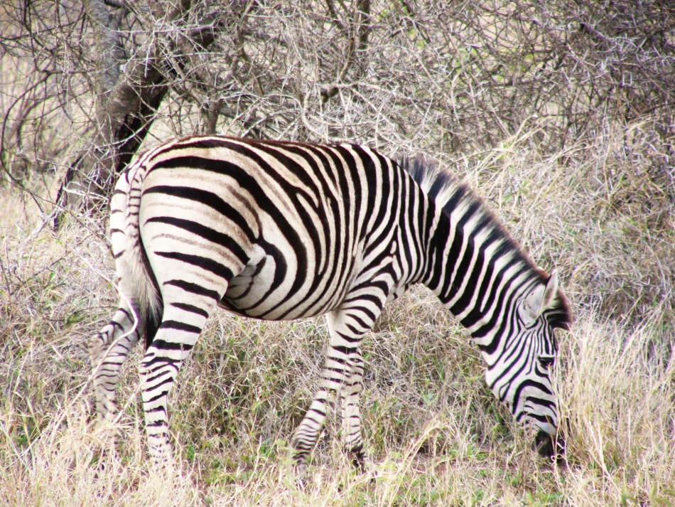 Zebra stepní.jpg
