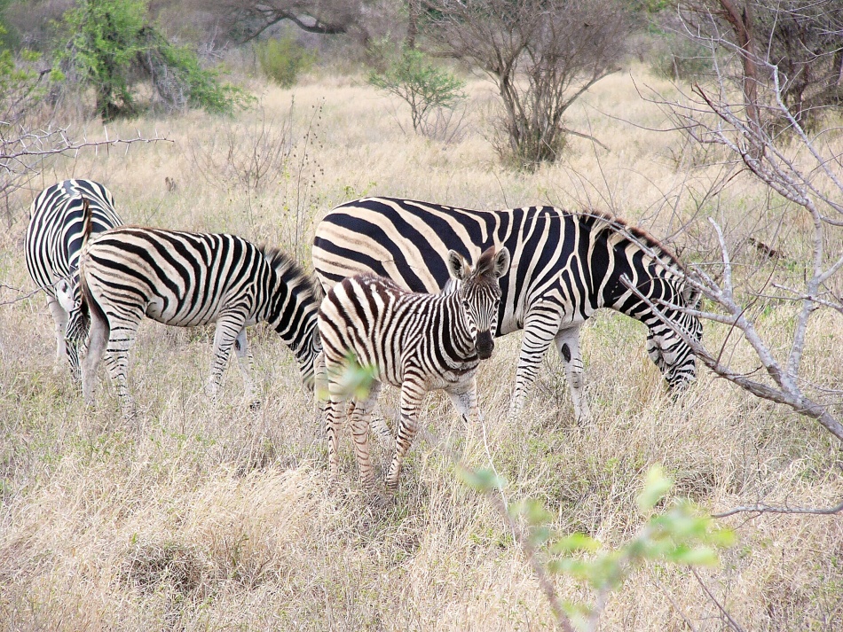 Zebra stepní_1_.jpg