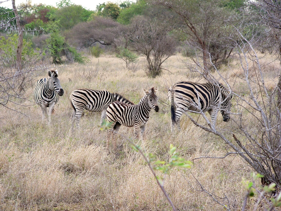 Zebra stepní_2_.jpg