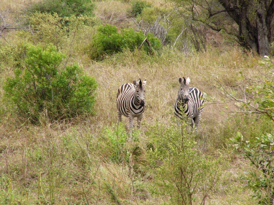 Zebra stepní_3.jpg
