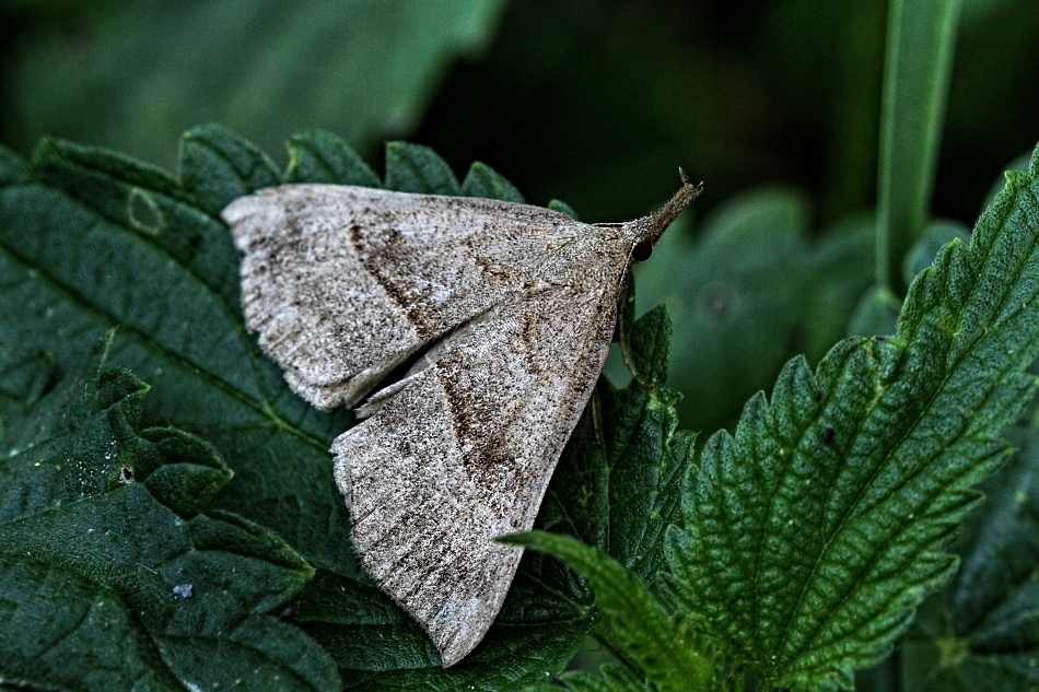 Zobonosec kopřivový