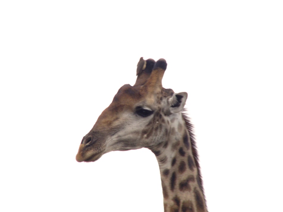 Žirafa_8_.jpg