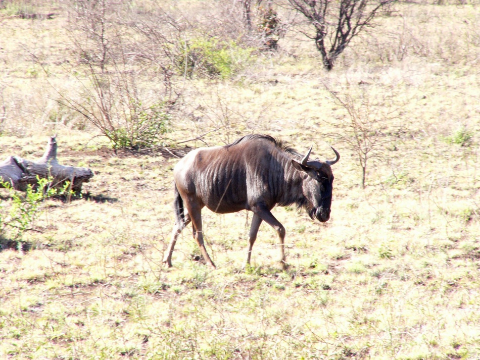 Pakůň žíhaný_2.jpg