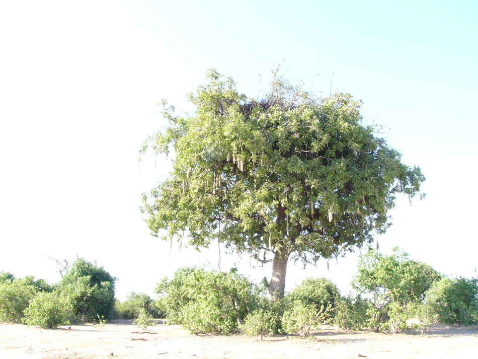 Kigélie zpeřená.jpg