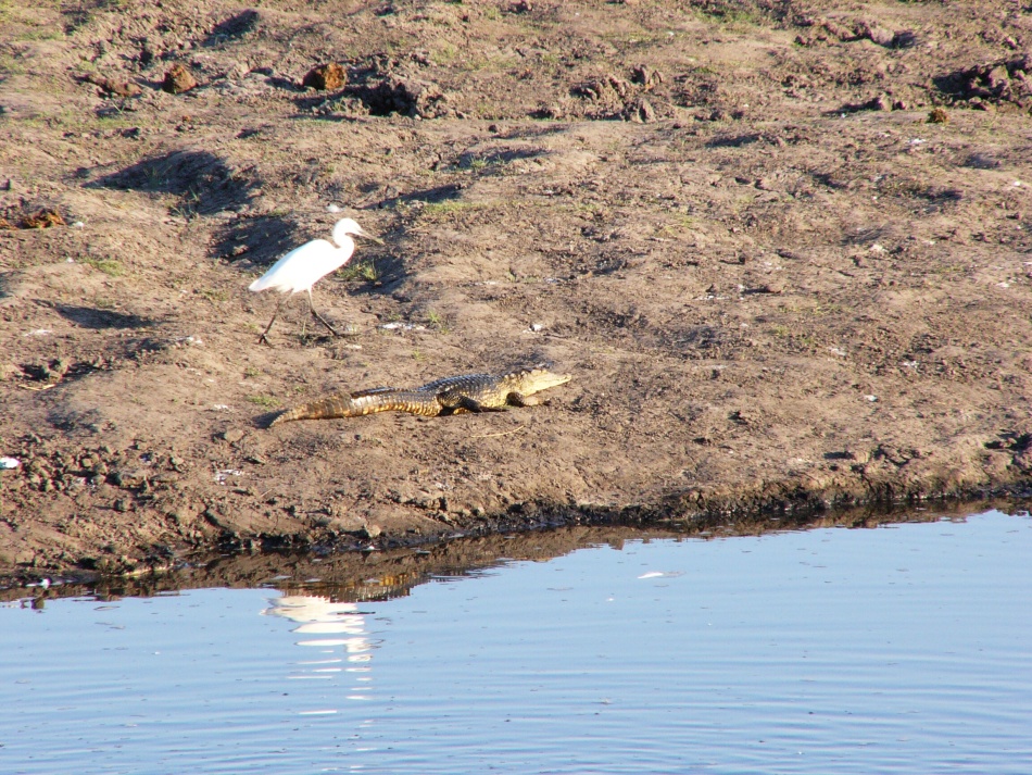 Krokodýl nilský.jpg