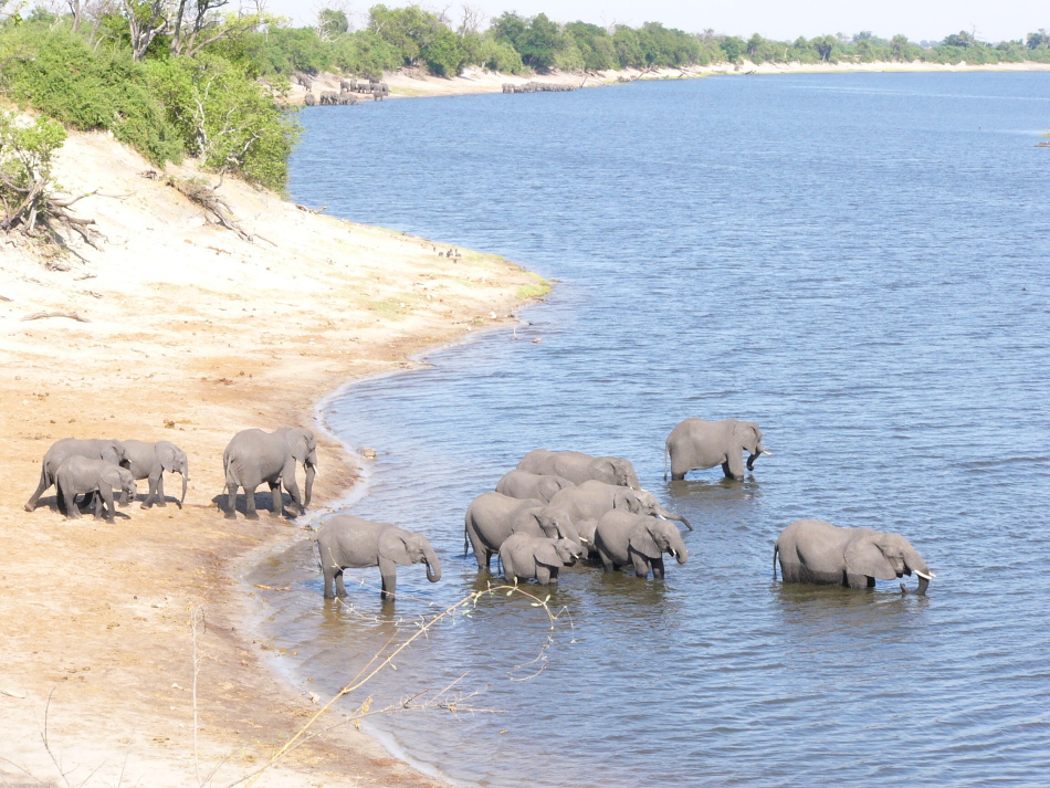 Slon africký_12.jpg