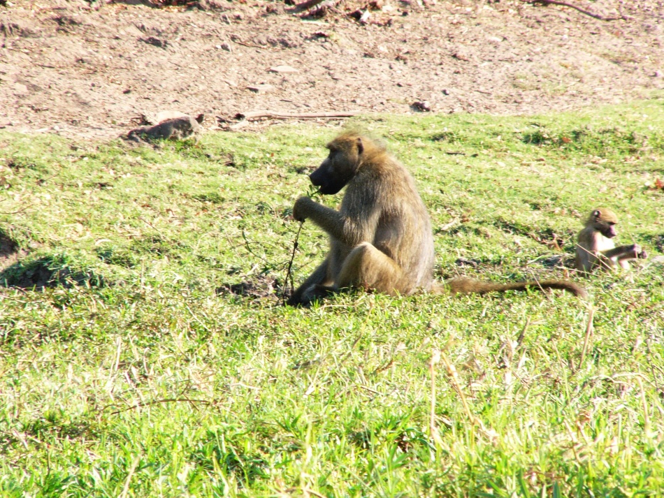 Pavián babuin_1.jpg
