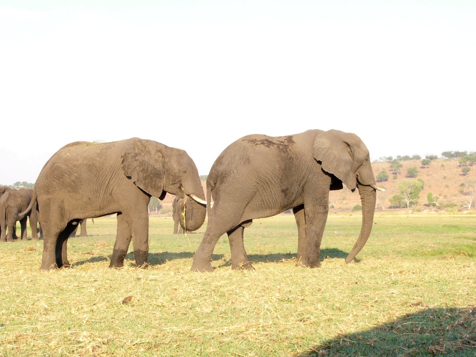 Slon africký_10.jpg