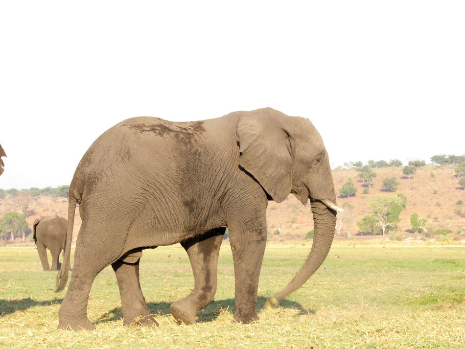 Slon africký_11.jpg