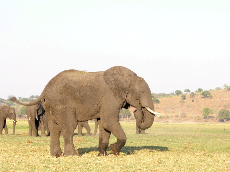 Slon africký_12.jpg