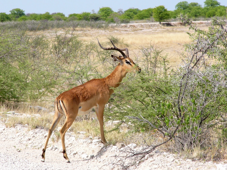 Impala černočelá.jpg