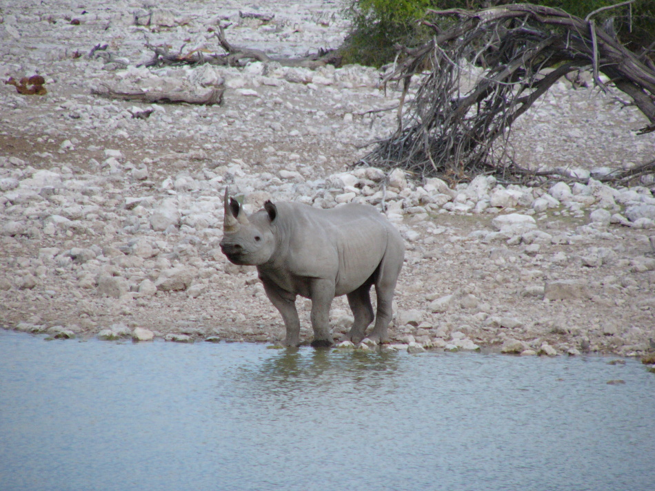 Nosorožec dvourohý_8.jpg
