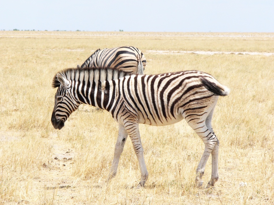 Zebra stepní.jpg