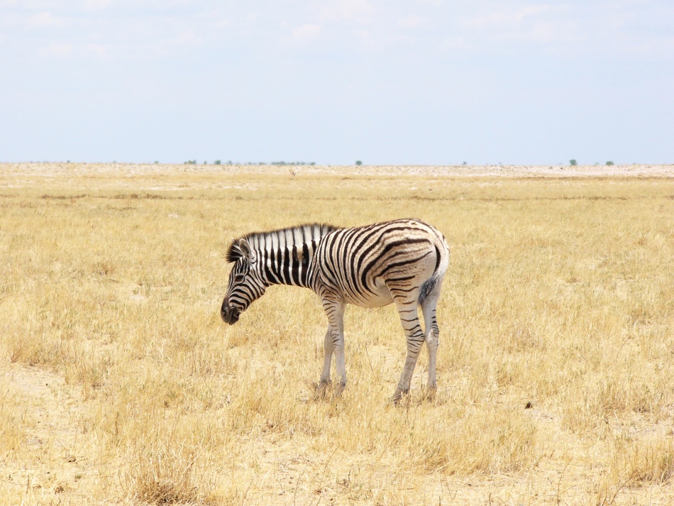 Zebra stepní_1.jpg