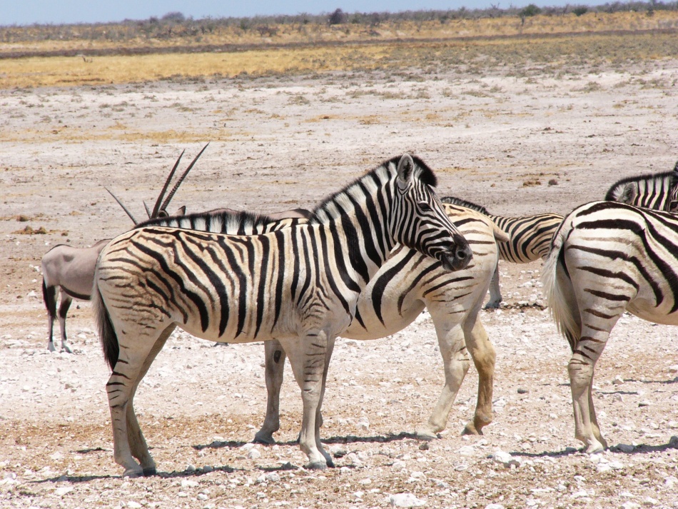 Zebra stepní_2.jpg