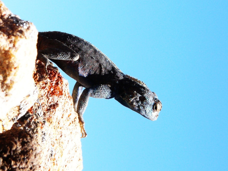 Agama