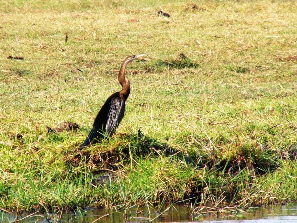Anhinga rezavá