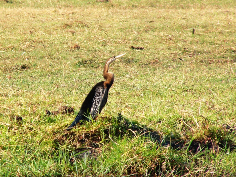 Anhinga rezavá_1