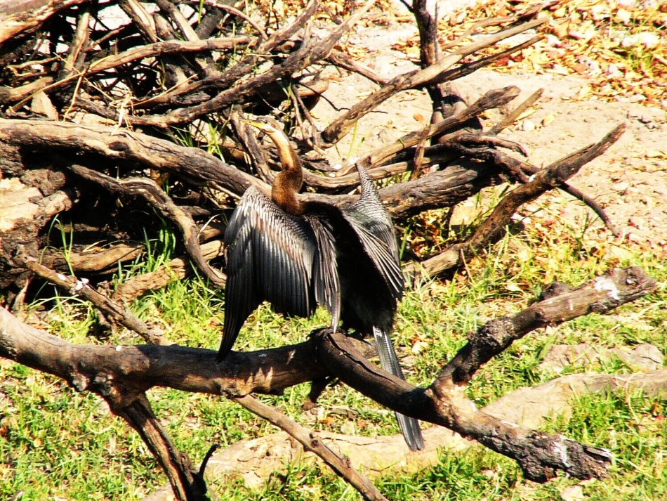 Anhinga rezavá_2