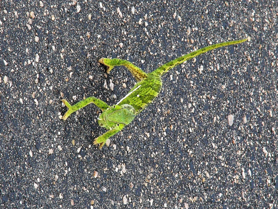 Chameleon dvoulaločný