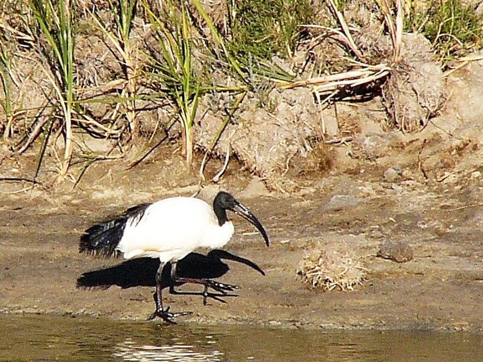 Ibis posvátný